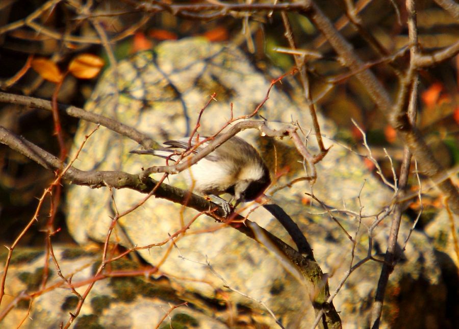 Akyanaklı baştankara