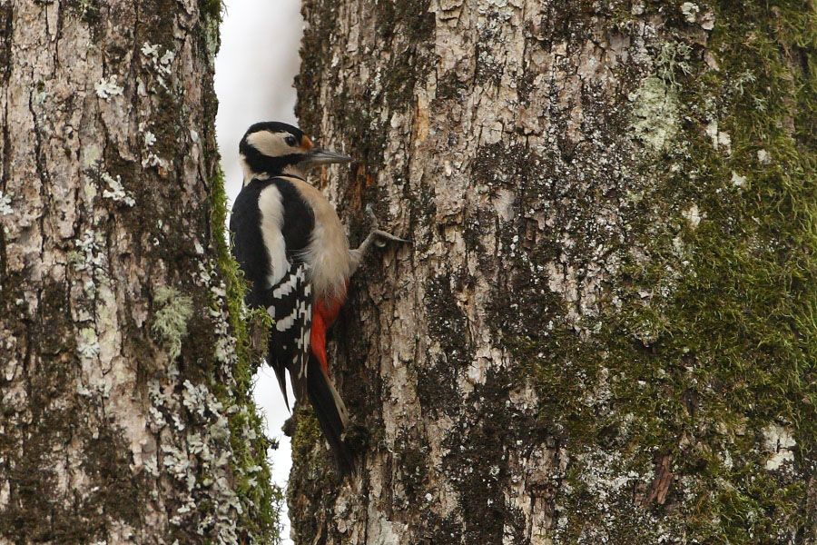 Orman alaca ağaçkakanı