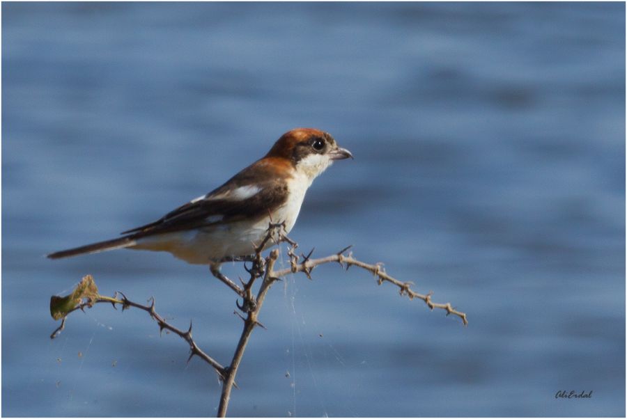 Kızılbaşlı örümcekkuşu