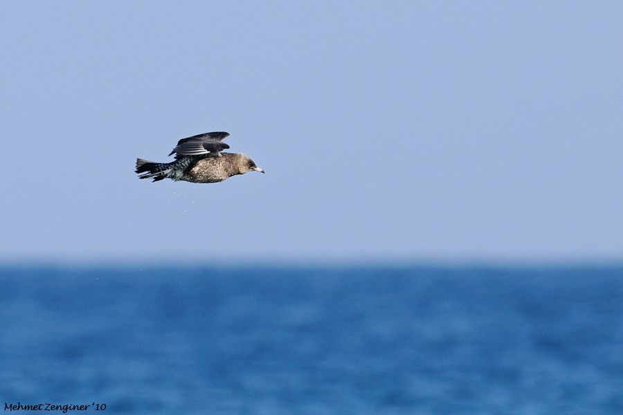 Kütkuyruklu korsanmartı