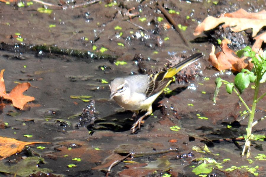 Dağ kuyruksallayanı