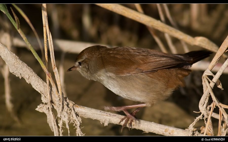 Kamışbülbülü