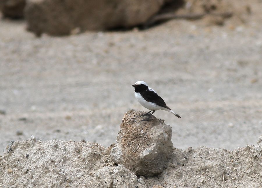 Aksırtlı kuyrukkakan