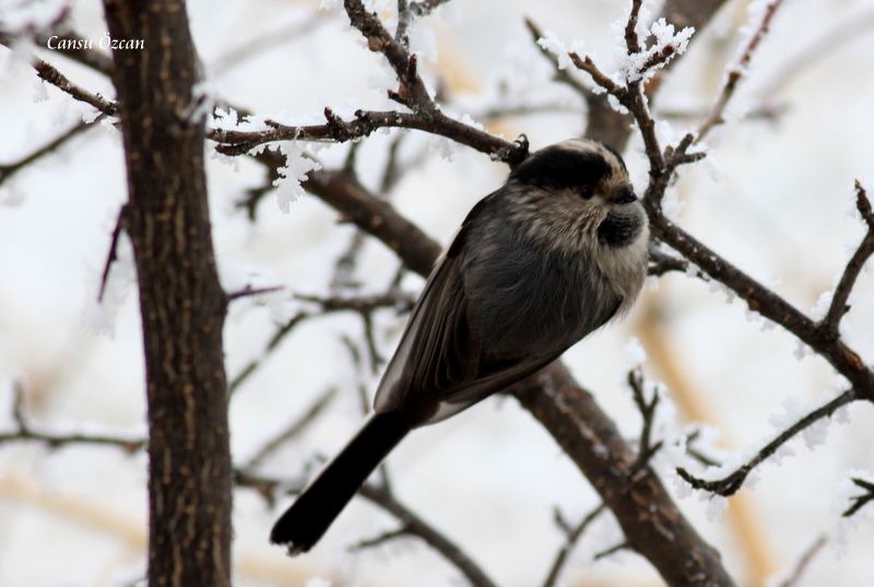 Uzunkuyruklu baştankara