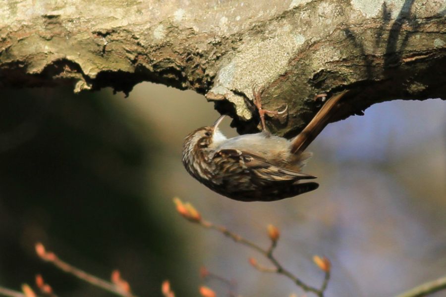 Bahçe tırmaşıkkuşu