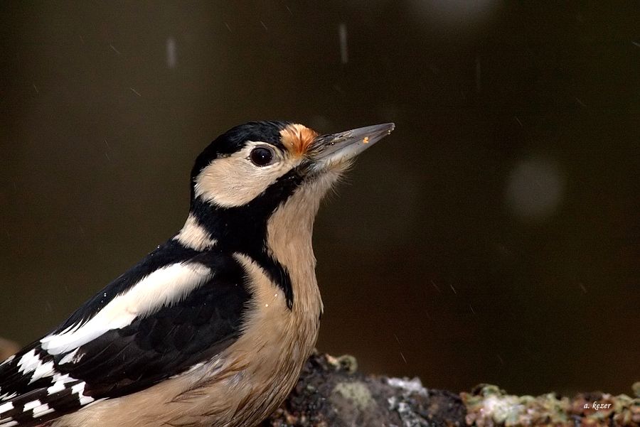 Orman alaca ağaçkakanı