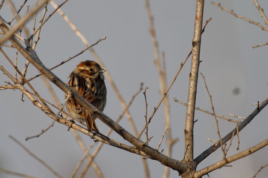 Bataklık Kirazkuşu