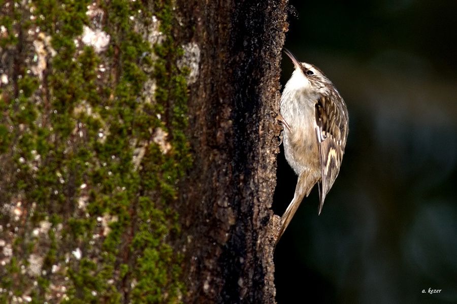 Bahçe tırmaşıkkuşu
