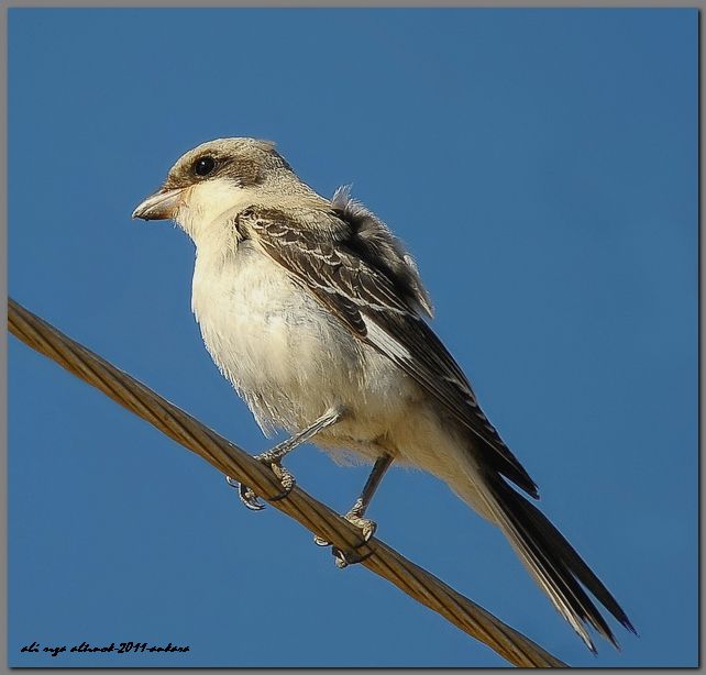 Karaalınlı örümcekkuşu