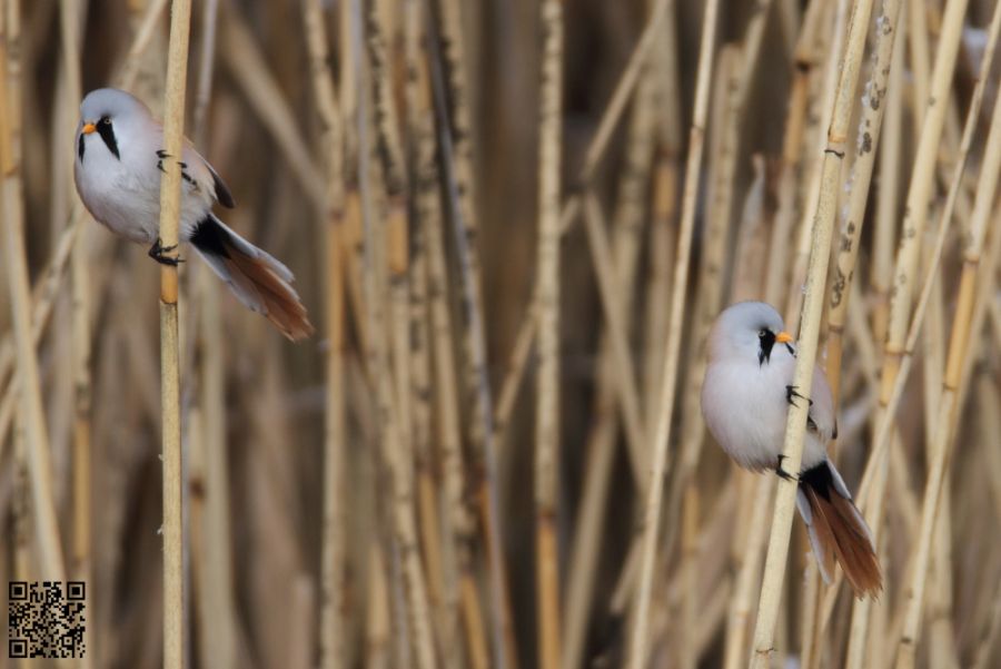 Bıyıklı baştankara