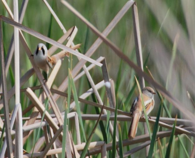 Bıyıklı baştankara