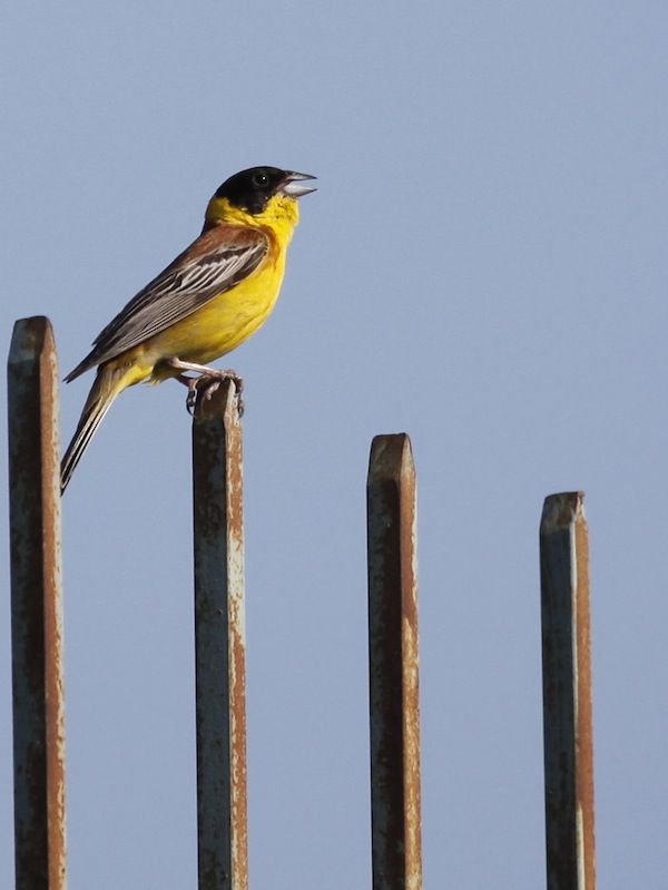 Karabaşlı kirazkuşu