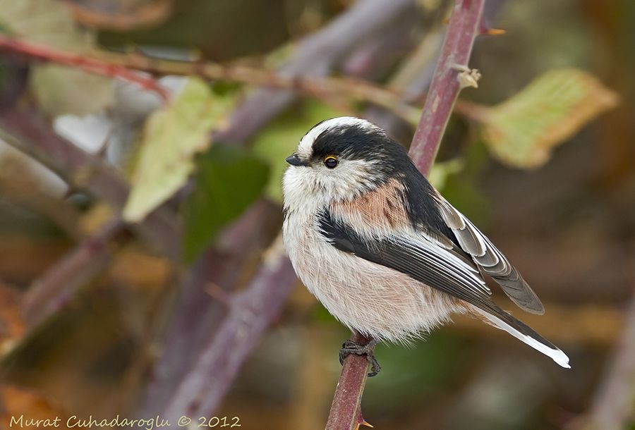 Uzunkuyruklu baştankara