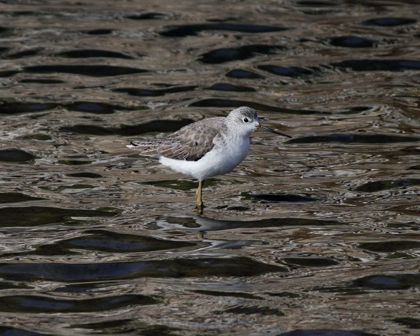 Bataklık düdükçünü