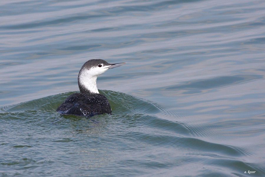 Kızılgerdanlı dalgıç