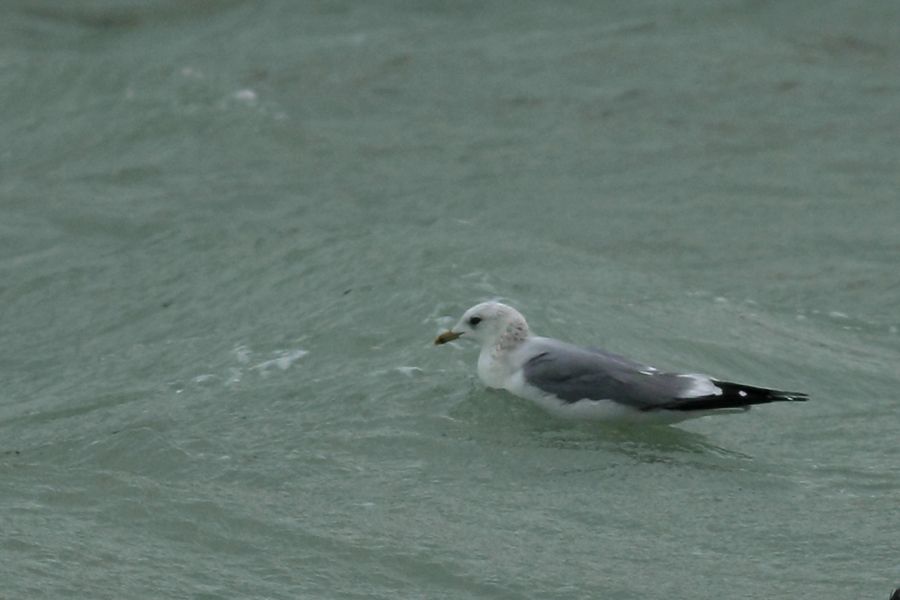 Küçük gümüş martı