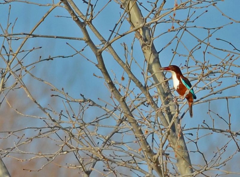İzmir yalıçapkını