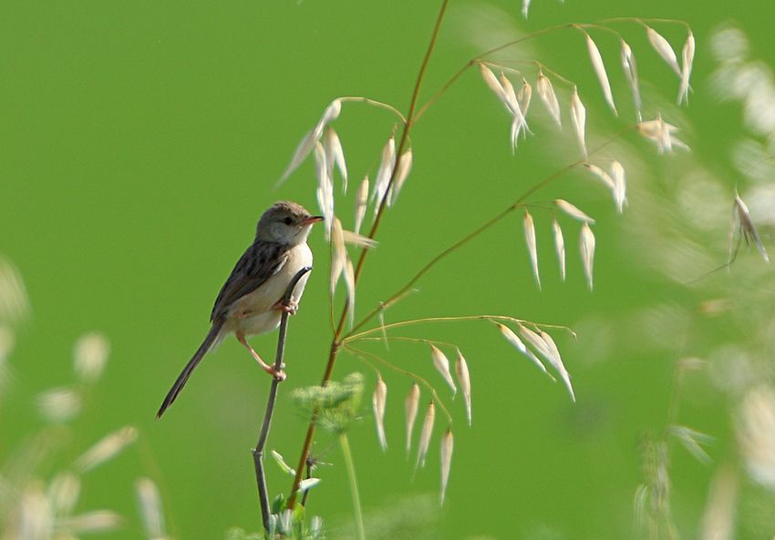 Dikkuyruklu ötleğen
