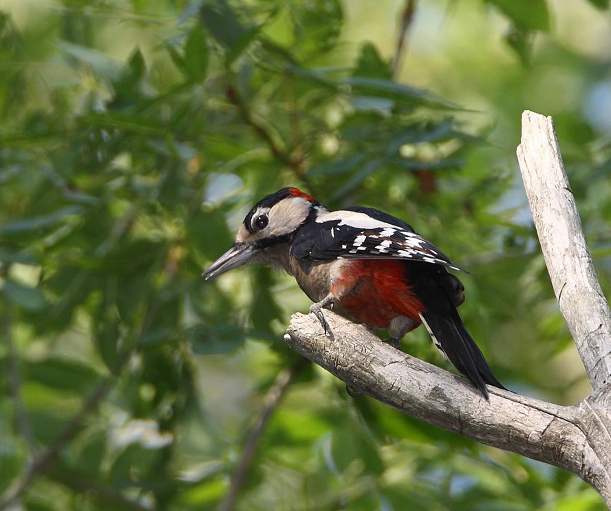 Orman alaca ağaçkakanı