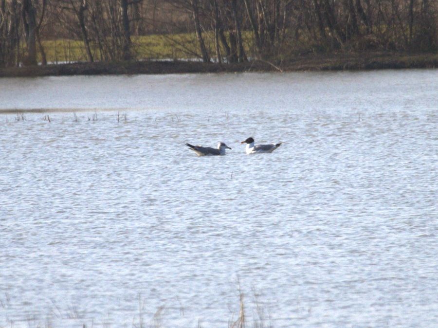 Büyük karabaş martı