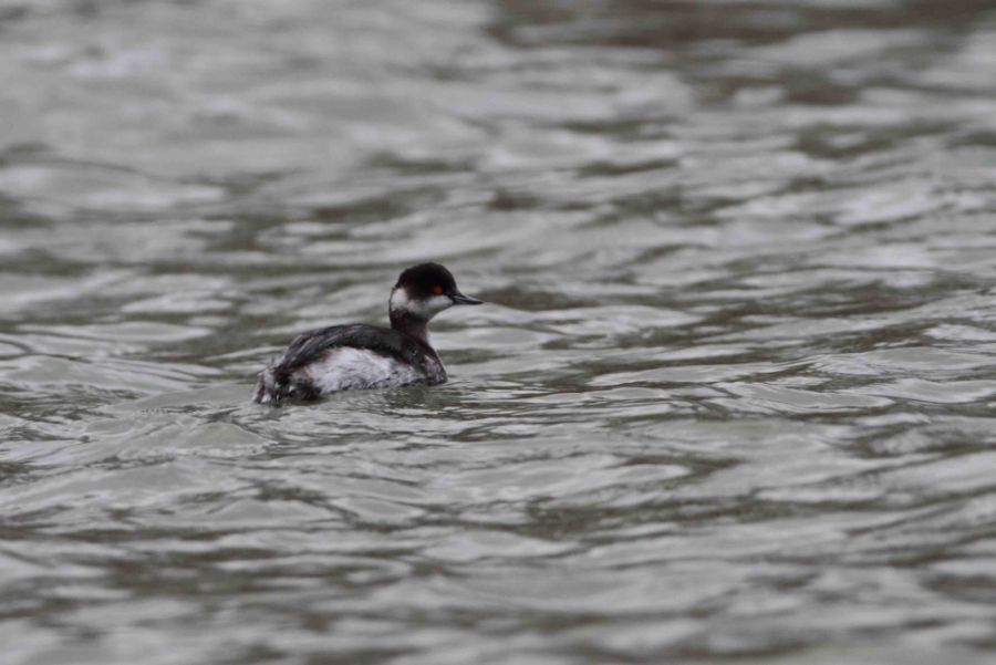 Karaboyunlu batağan