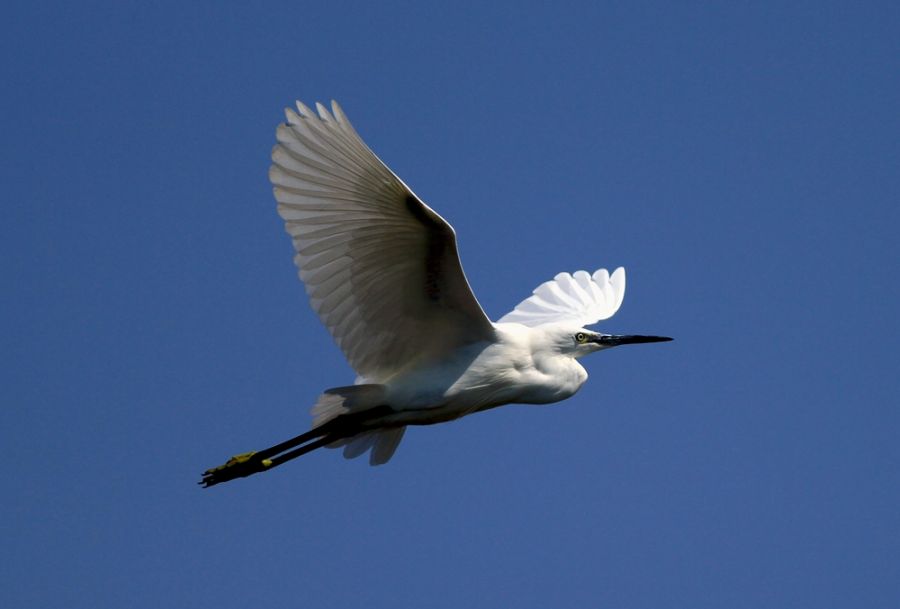 Küçük ak balıkçıl