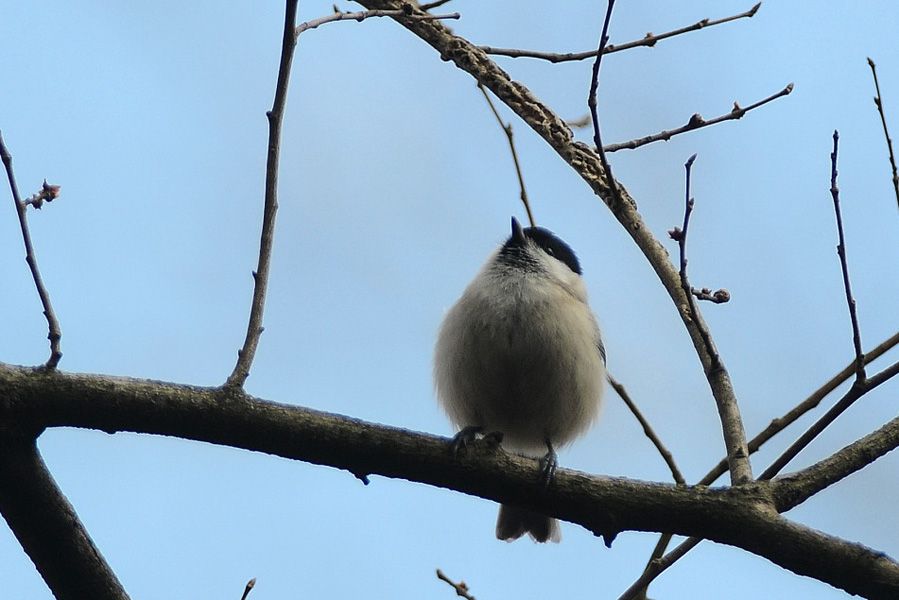 Kayın baştankarası