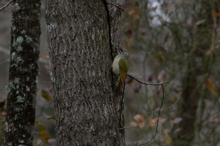 Küçük yeşil ağaçkakan