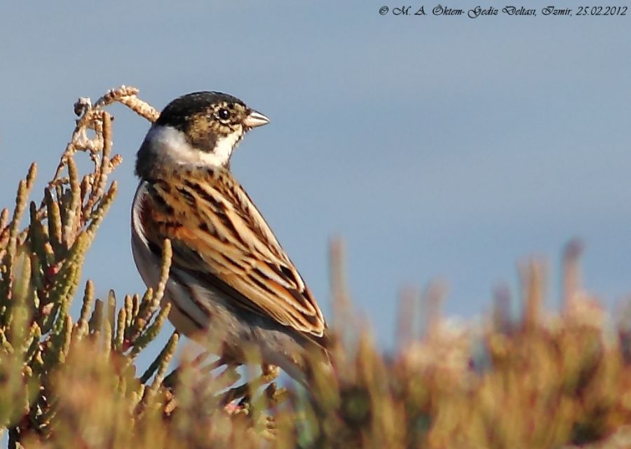 Bataklık Kirazkuşu