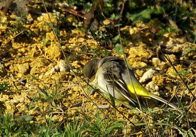 Dağ kuyruksallayanı