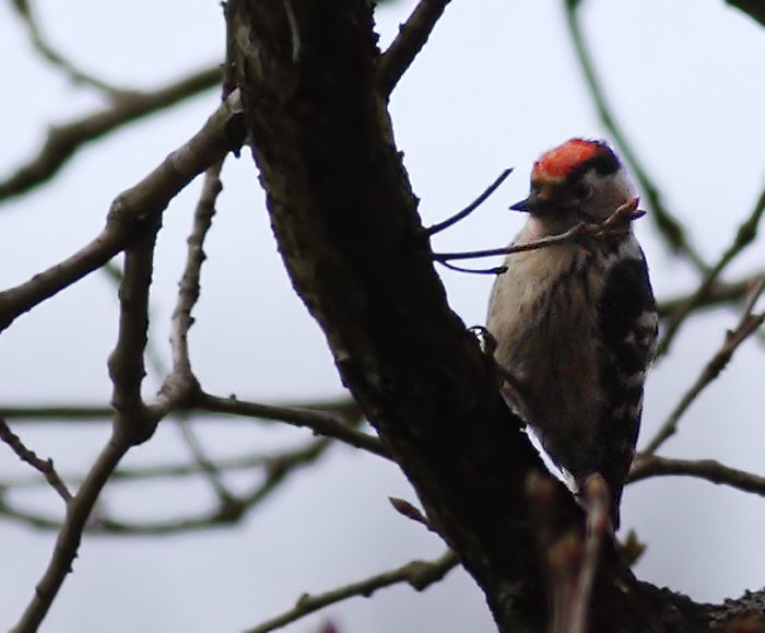 Küçük ağaçkakan