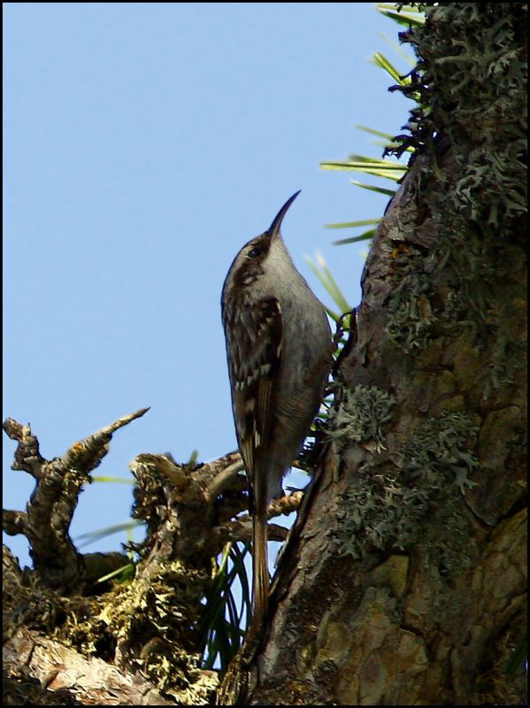 Bahçe tırmaşıkkuşu