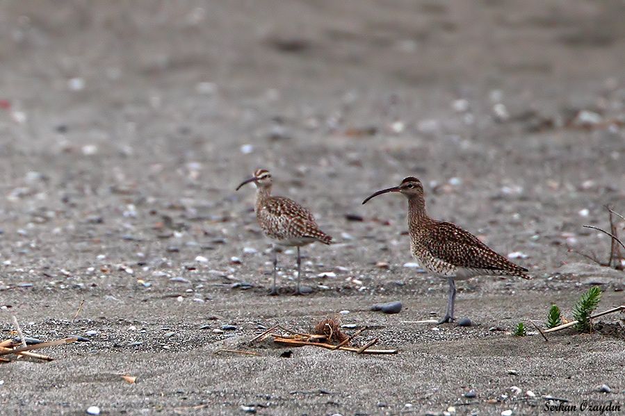 Sürmeli kervançulluğu