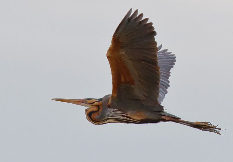 Erguvani balıkçıl