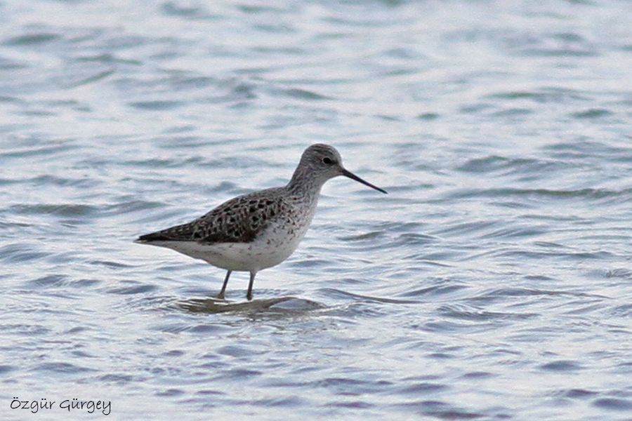 Bataklık düdükçünü