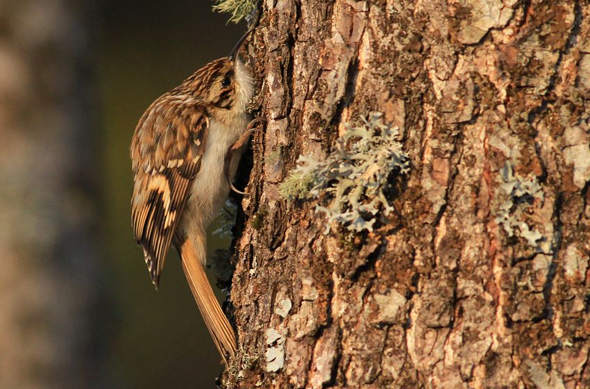 Bahçe tırmaşıkkuşu
