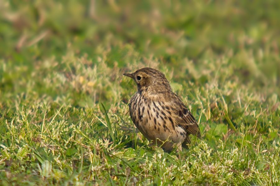 Kızılgerdanlı incirkuşu