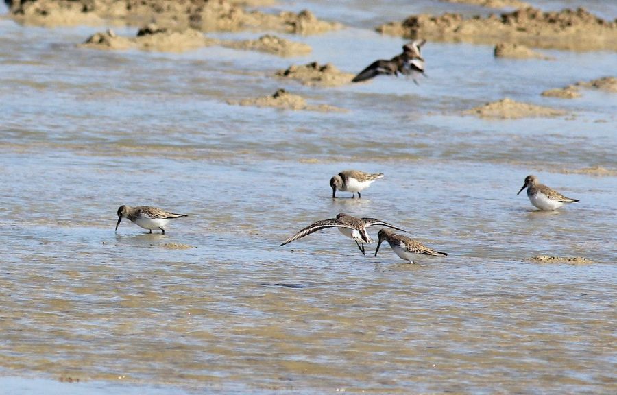 Karakarınlı kumkuşu