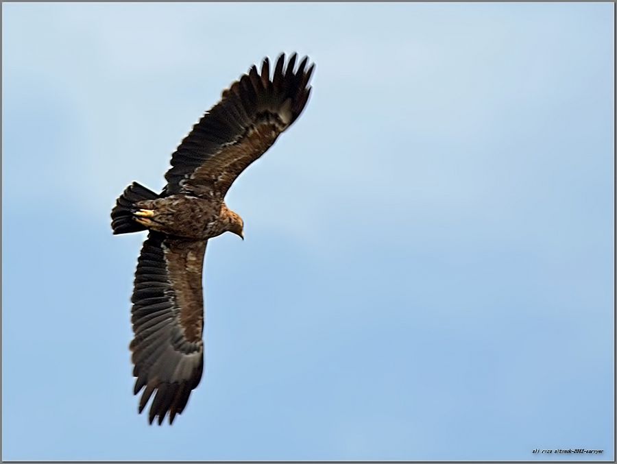 Küçük orman kartalı