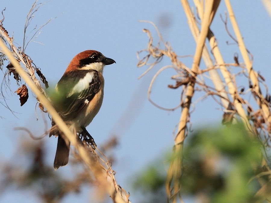 Kızılbaşlı örümcekkuşu
