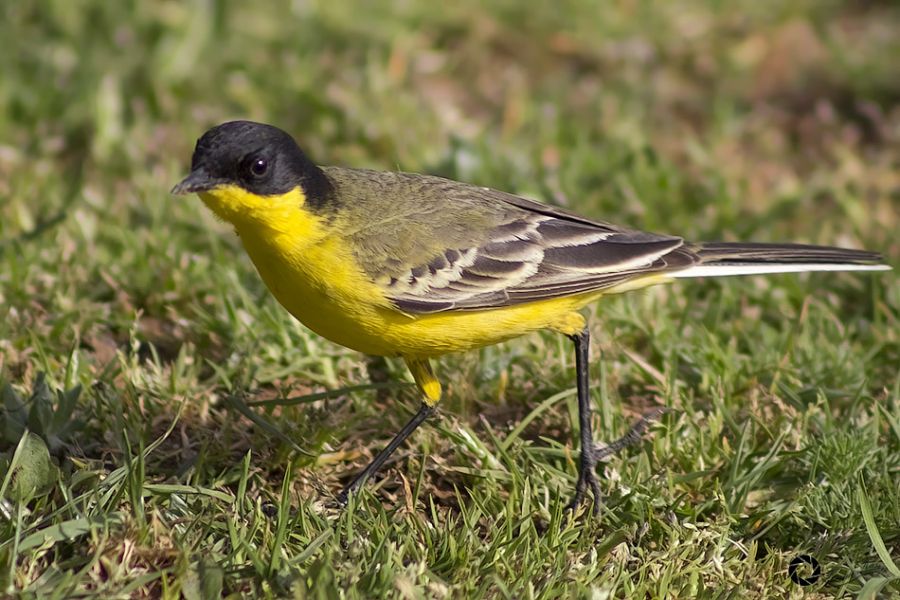 Sarı kuyruksallayan