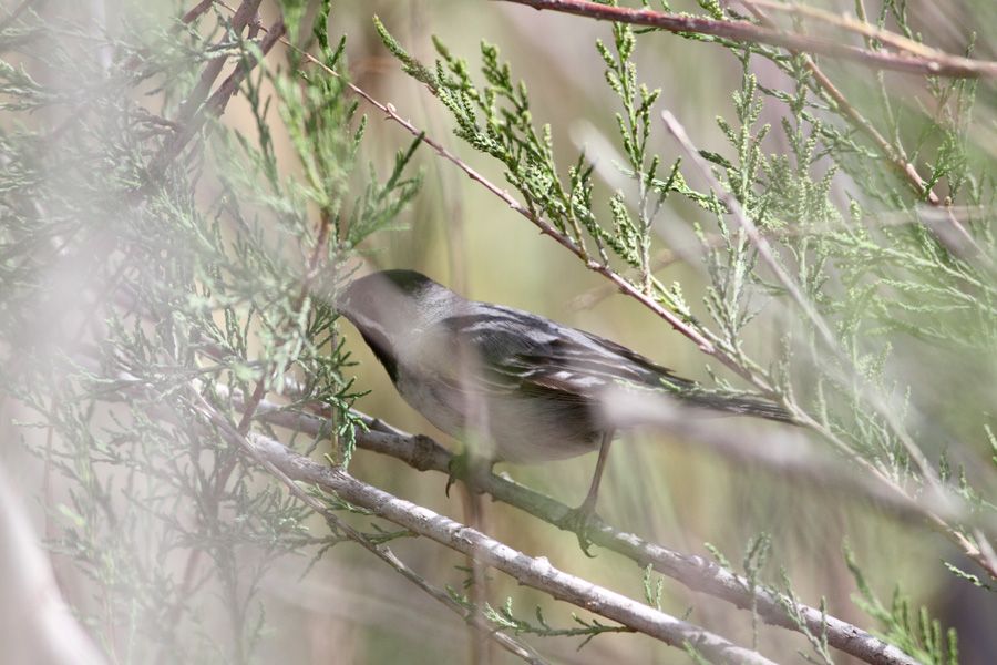 Karaboğazlı ötleğen