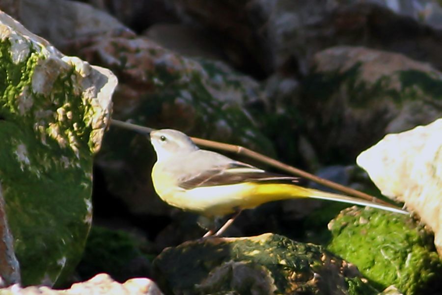 Dağ kuyruksallayanı
