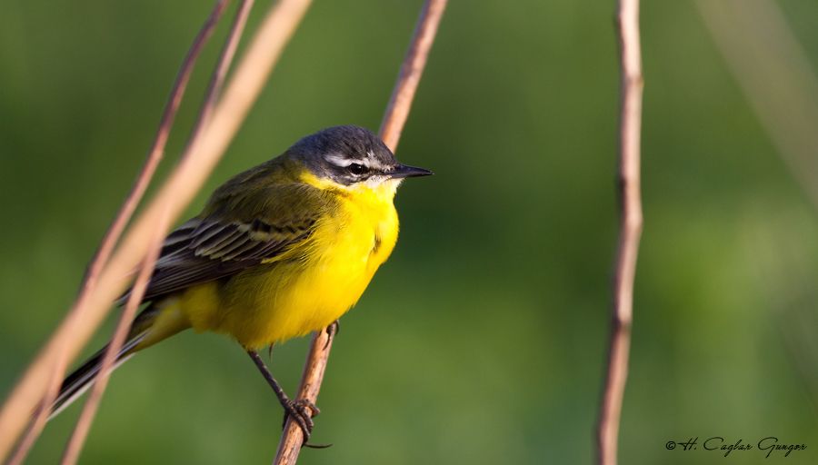 Sarı kuyruksallayan