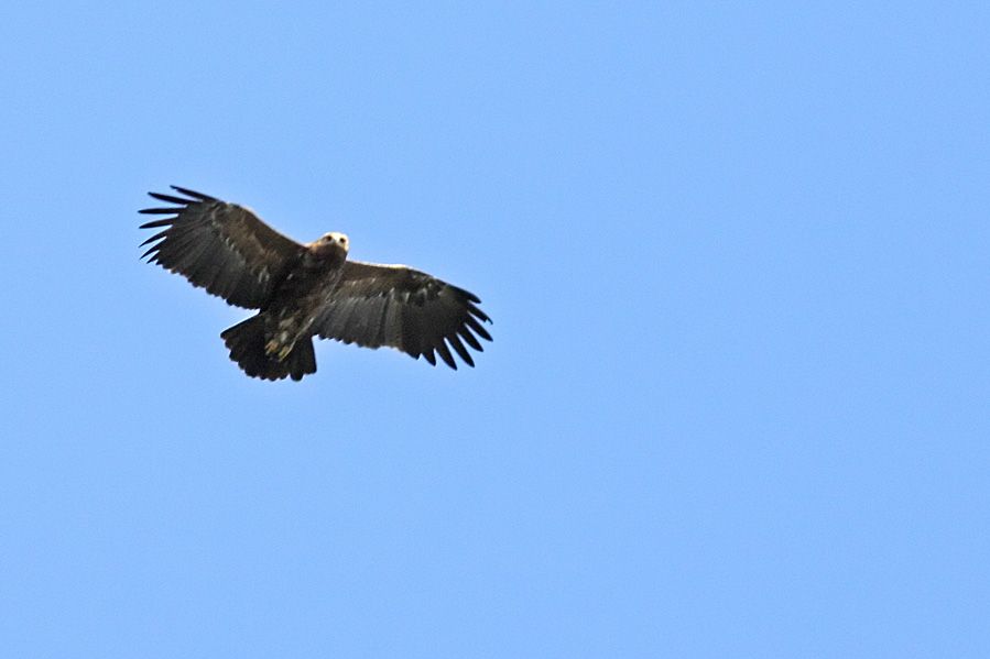 Küçük orman kartalı