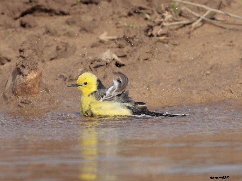 Sarıbaşlı kuyruksallayan