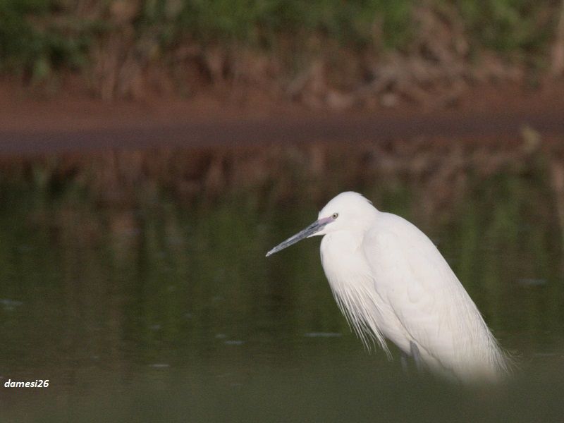 Küçük ak balıkçıl