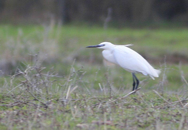 Küçük ak balıkçıl