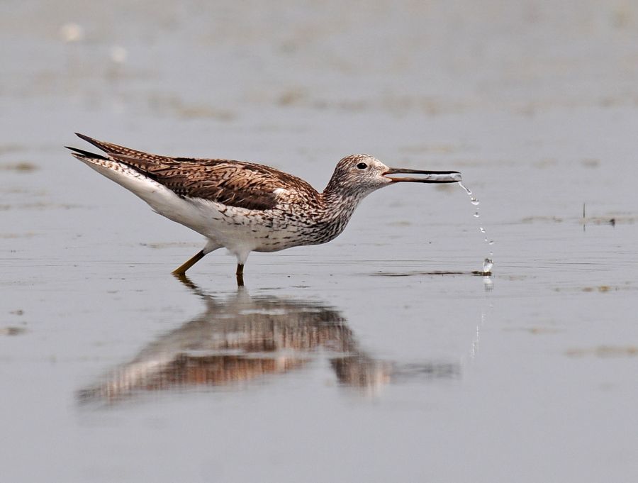 Bataklık düdükçünü