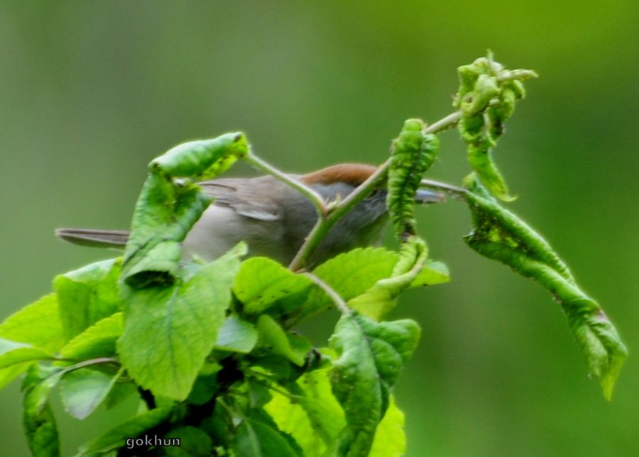 Karabaşlı ötleğen